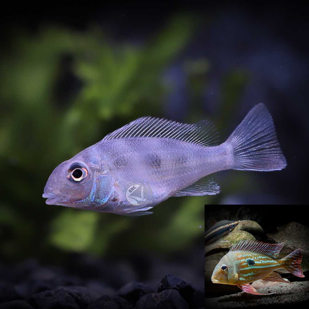 ปลาหมอวินนี่มิเลอร์ (Winemiller Earth Eater Cichlid) ขายเซทละ 2ตัว/ 5ตัว ไซส์ประมาณ 5cm.