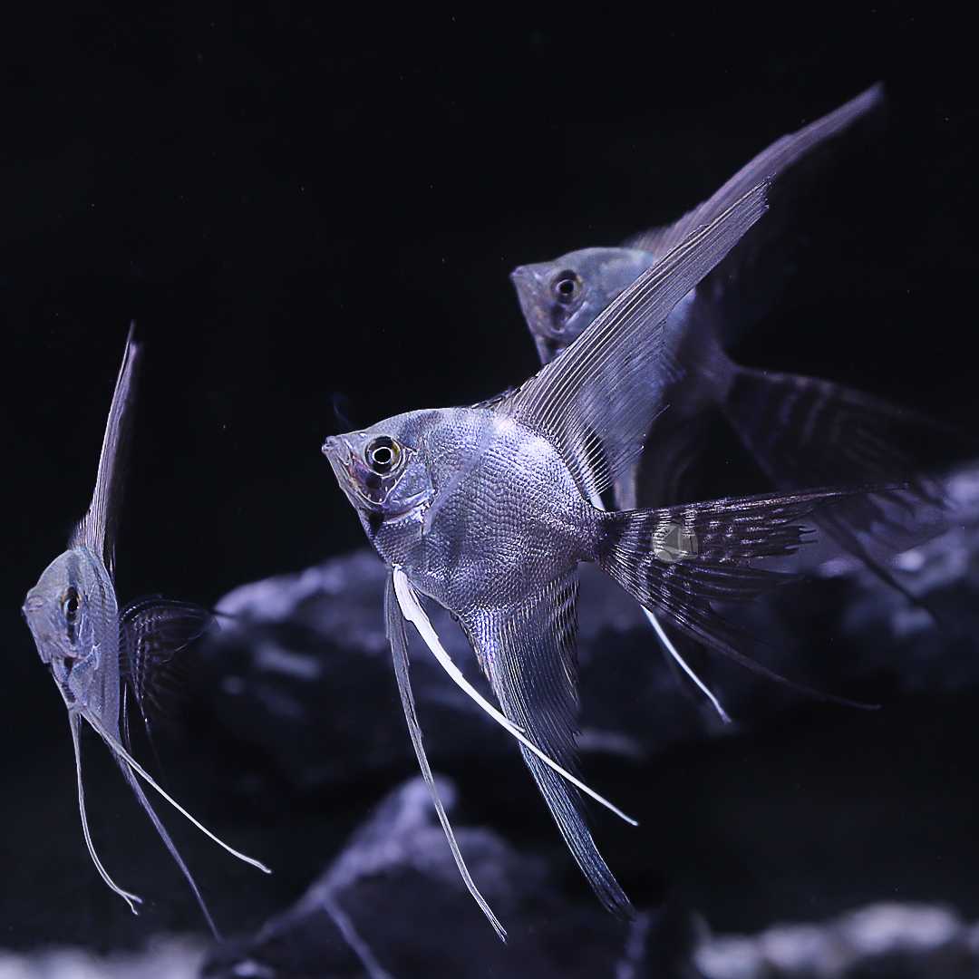 เทวดาครึ่งชาติ (Half Black Veil Angelfish) ขายเซทละ 2ตัว/5ตัว ไซส์ประมาณ 4cm.