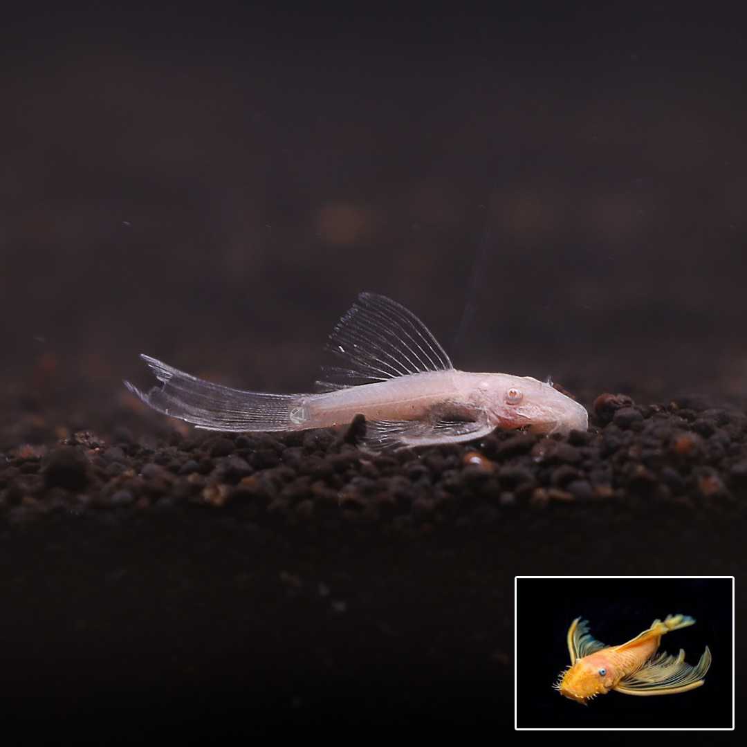 ซัคเกอร์เผือกหางยาว (L-144 Bristlenose Pleco LG) ไซส์ 4cm. (1ตัว / 2ตัว)