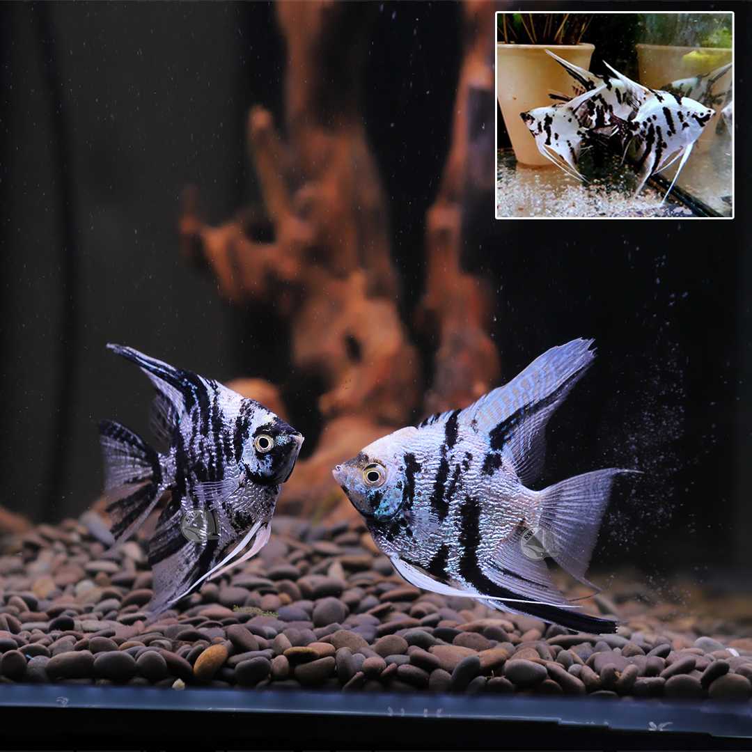 เทวดาแพนด้า (Diamond Panda Angelfish) ขายเซทละ 2ตัว/5ตัว ไซส์ประมาณ 5cm.