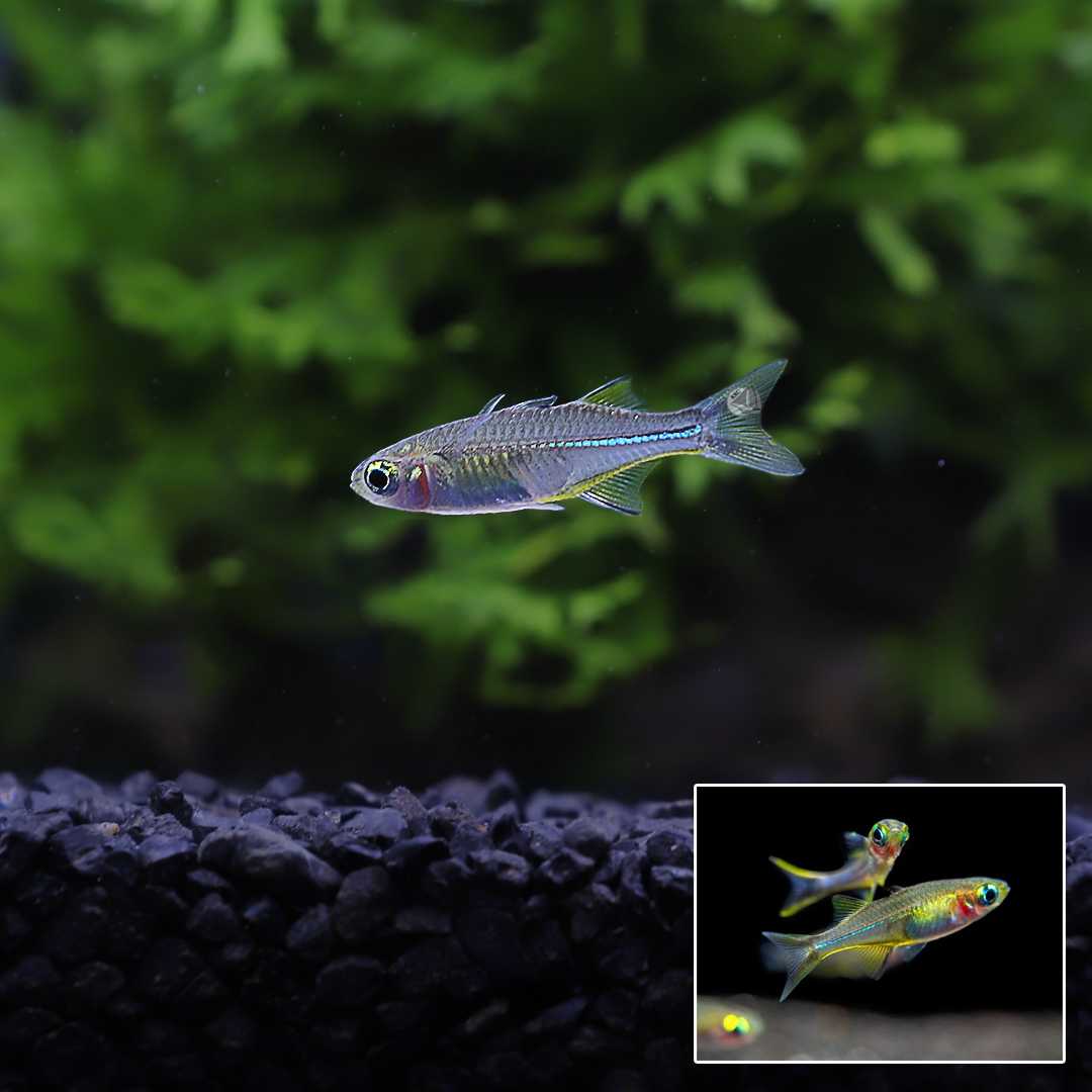 ปลาเรนโบว์เซเลเบส (Celebes Rainbowfish) ขายเซทละ 2ตัว/5ตัว ไซส์ประมาณ 3cm