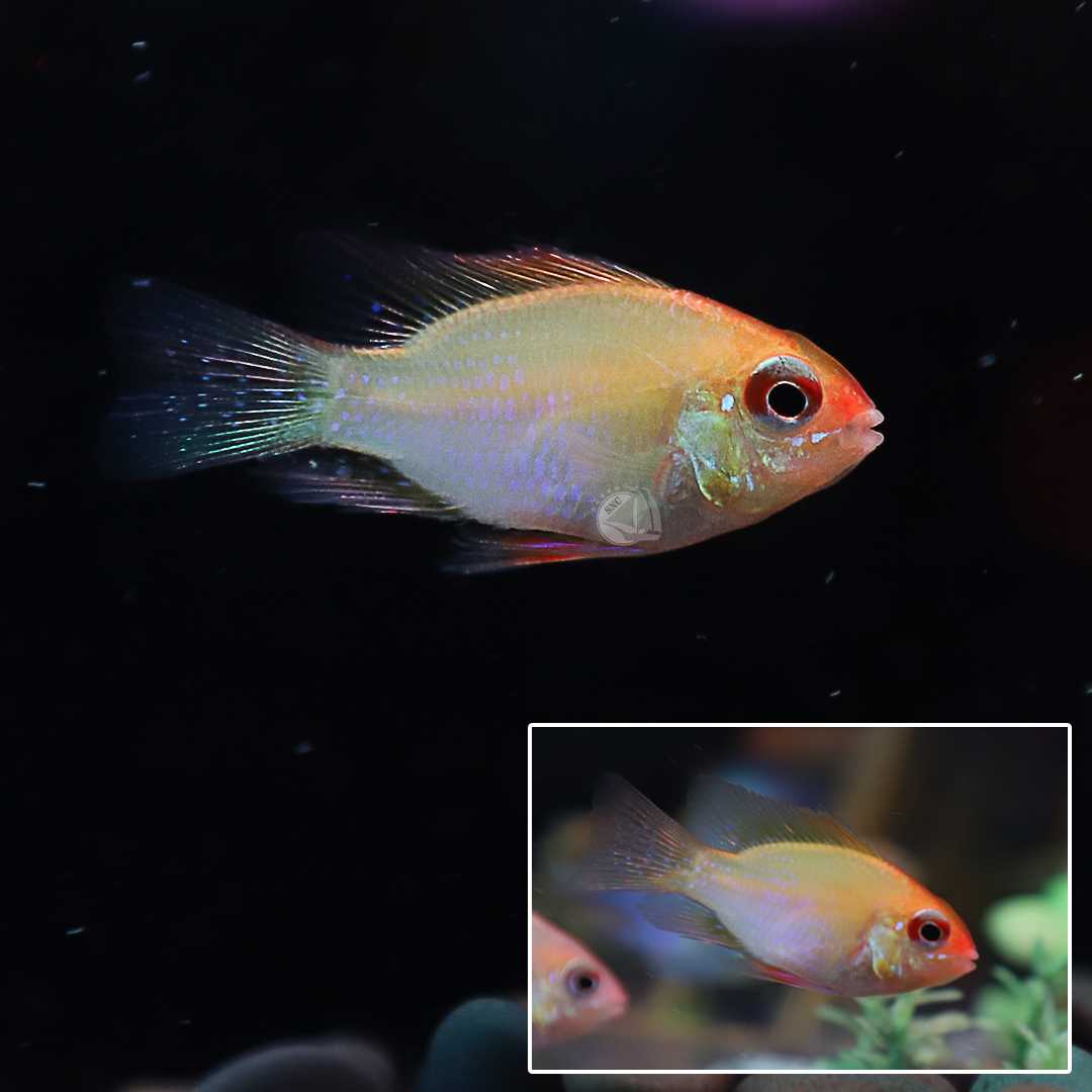ปลาแรมทองสั้น (Gold Mikrogeophagus Ramirezi) ขายเซทละ 2ตัว/5ตัว ไซส์ประมาณ 2.5cm.