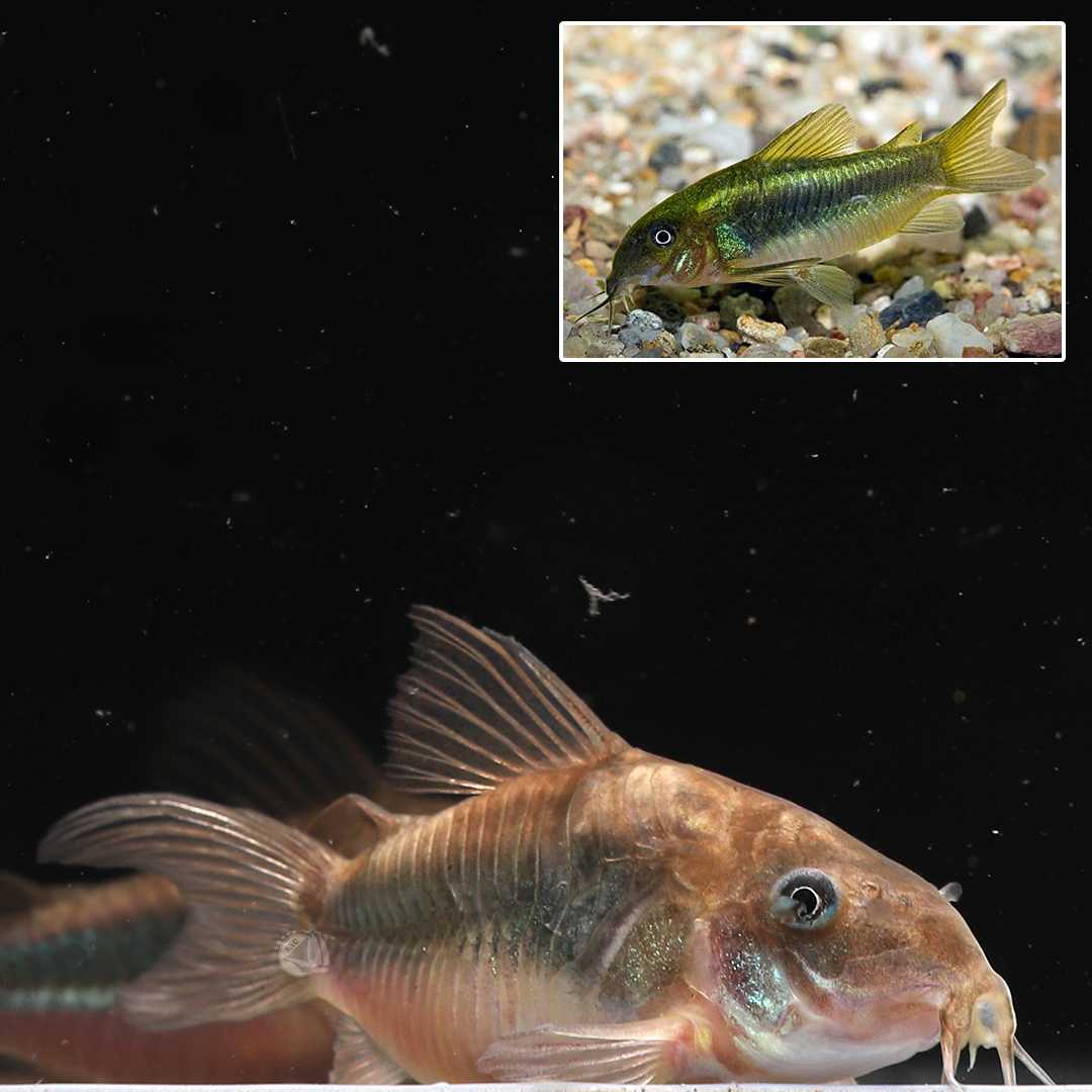 ปลาแพะเขียว (Green Corydoras) ขายเซทละ 2ตัว/5ตัว ไซส์ XL 4cm.