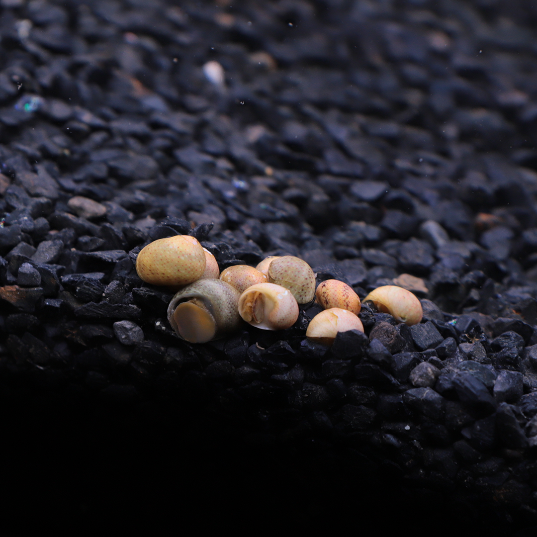 หอยบาติก (Batik Nerite Snail) ไซส์ 1.5cm. (5ตัว/12ตัว)
