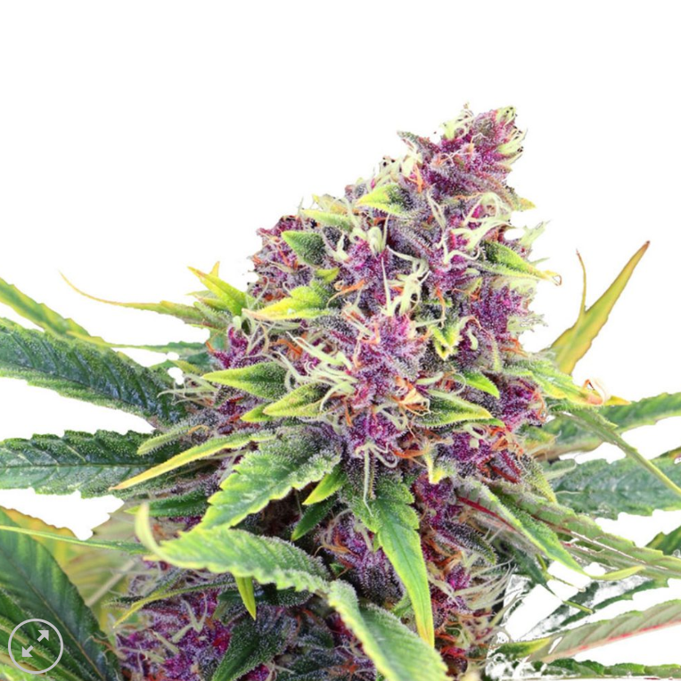 Blueberry Fem - Pack 3