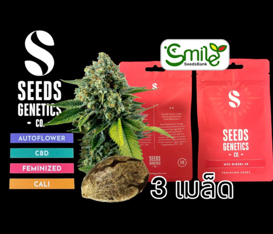 NYC Diesel Fem - Pack 3