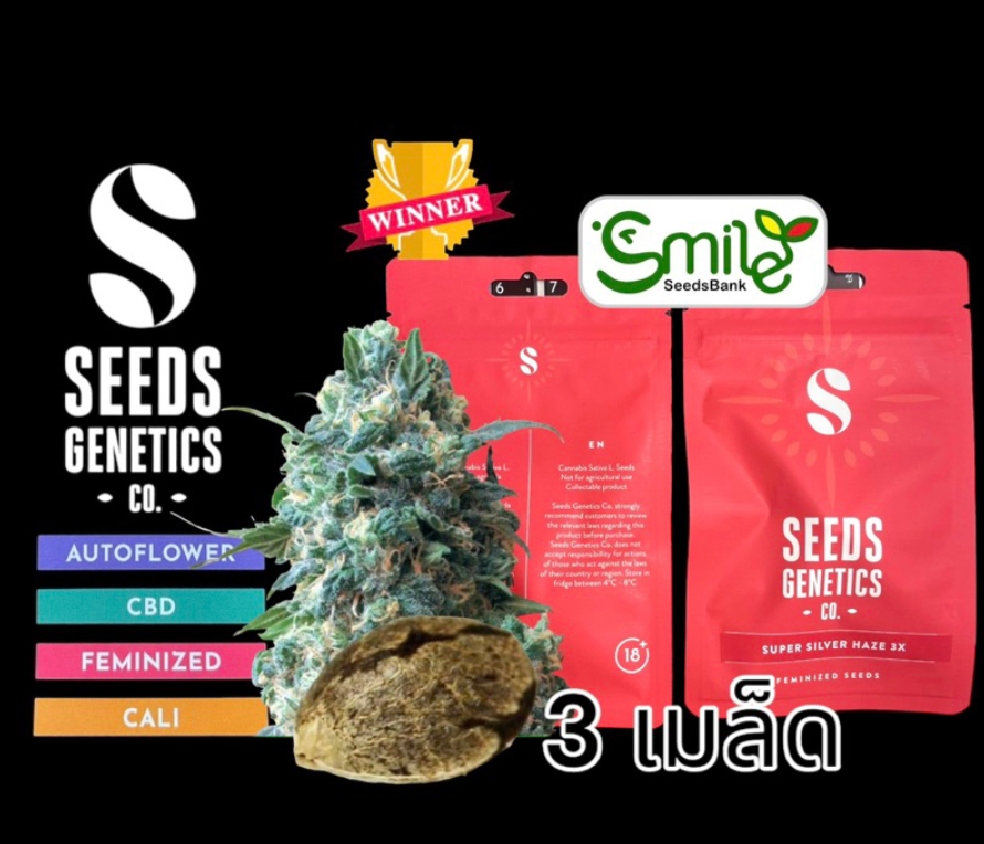 Super Silver Haze Fem - Pack 3