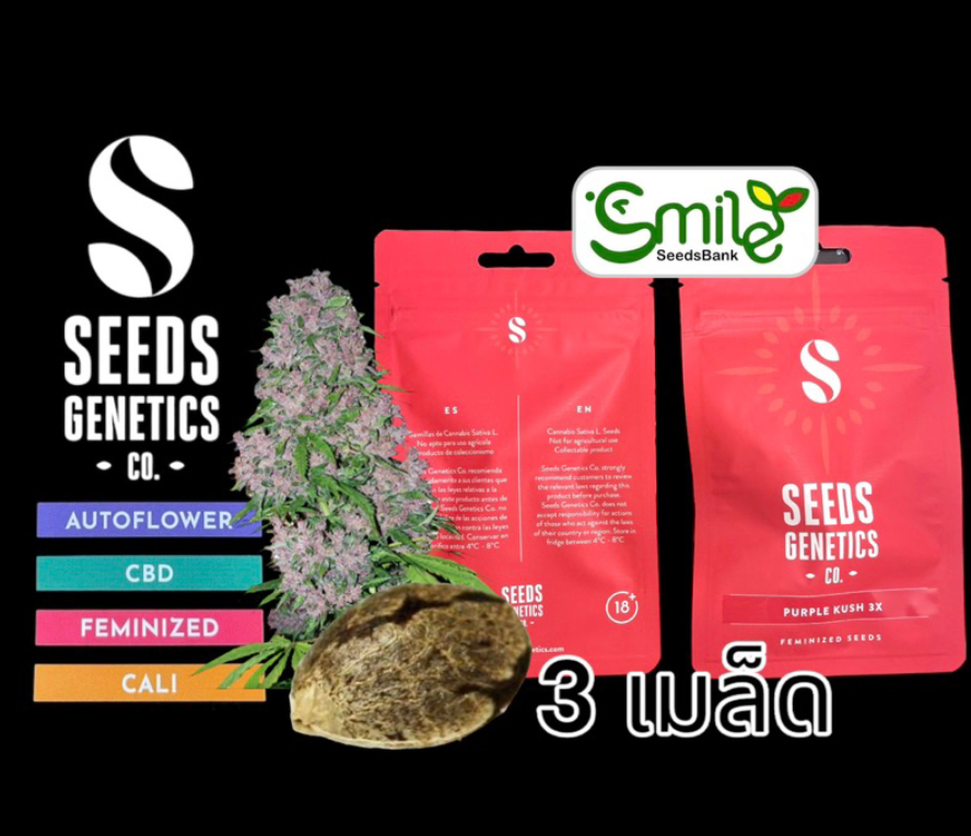 Purple Kushh Fem - Pack 3