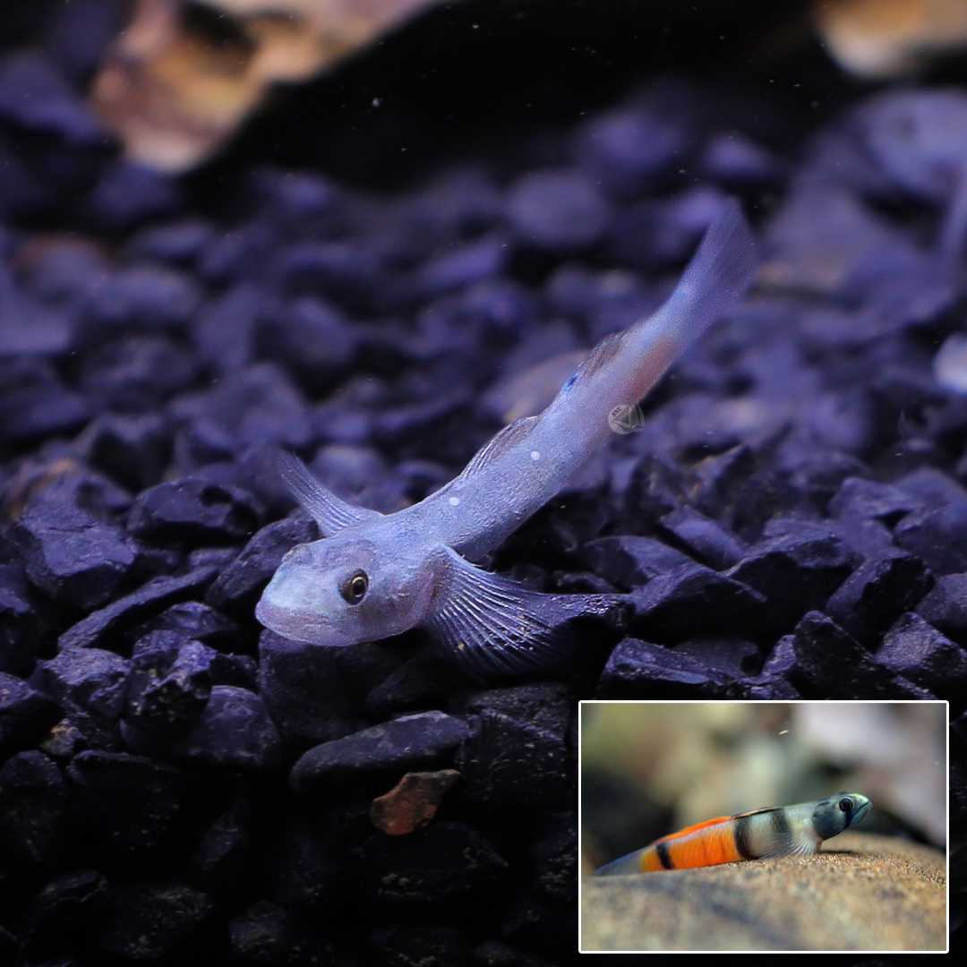 ปลาบู่แคระแดงปาปัว (Red Papua Goby) ขายเซทละ 2ตัว/5ตัว ไซส์ประมาณ 4cm.