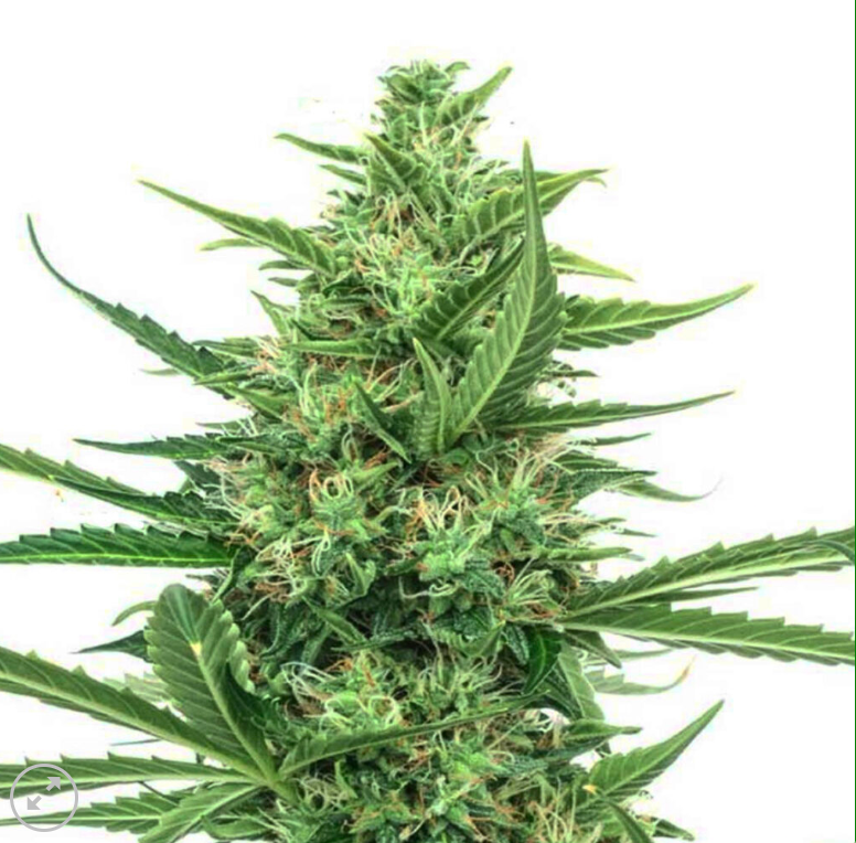 CBG Massive Fem - Pack 3
