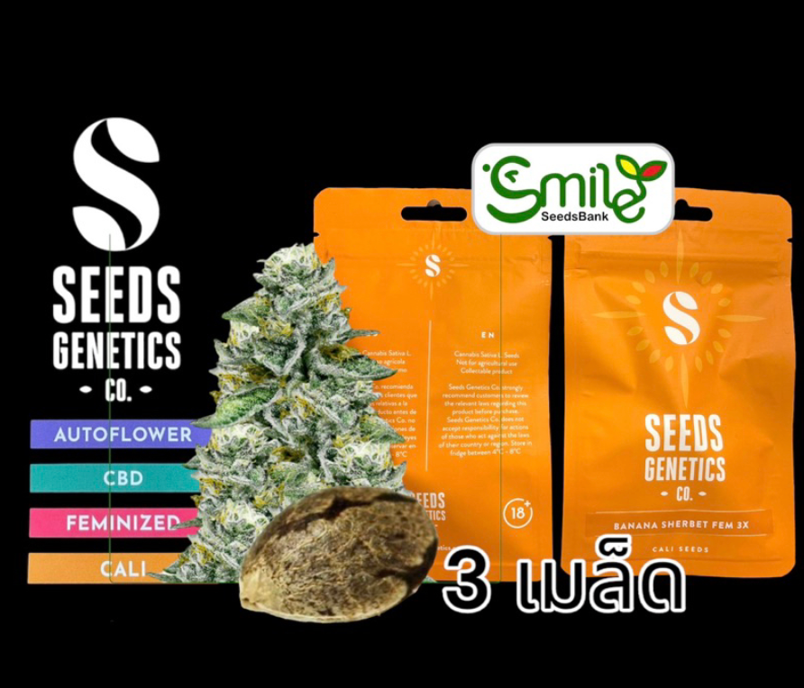 Banana Sherbet Fem - Pack 3