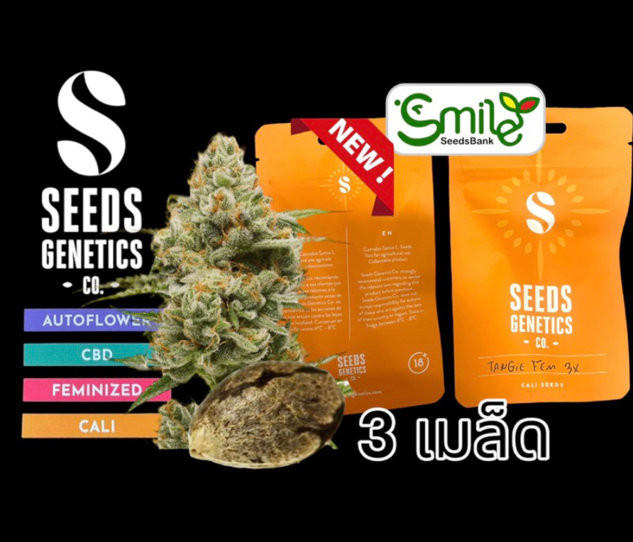 Tangie Fem - Pack 3