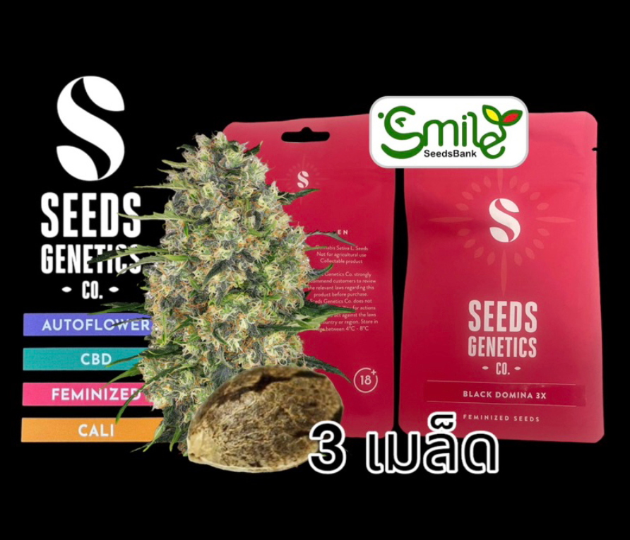 Black Domina Fem - Pack 3