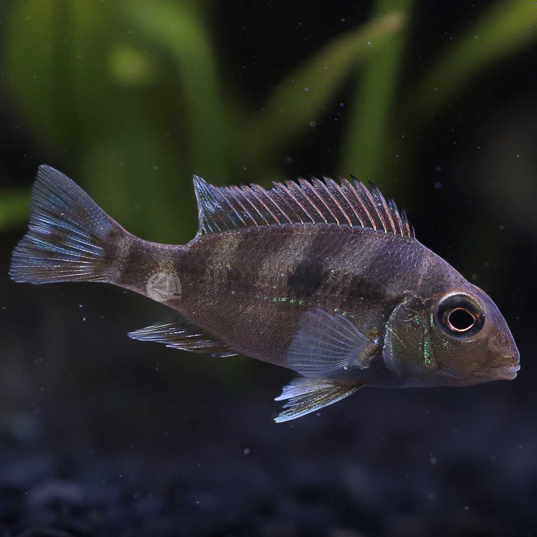 ปลาหมอทาปาโจส (Geophagus Sp. Tapajos) ขายเซทละ 2ตัว/5ตัว ไซส์ประมาณ 5cm.