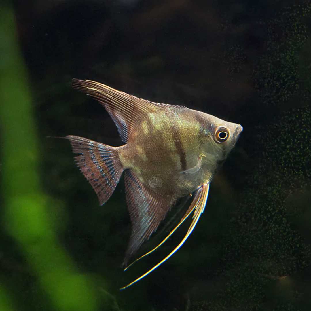 ปลาเทวดา Smokey Angelfish ขายเซทละ 2ตัว/5ตัว ไซส์ประมาณ 3cm.