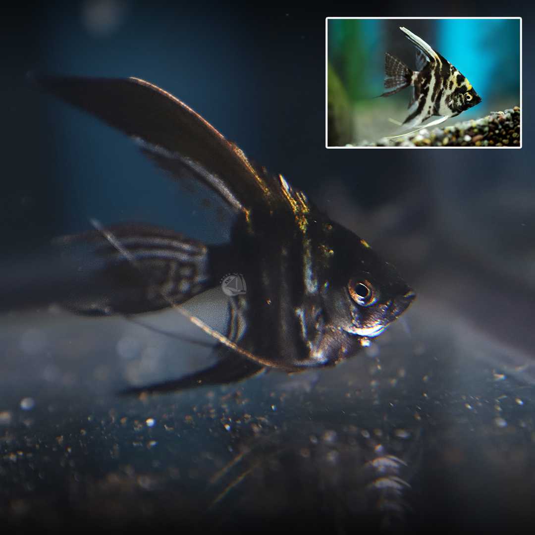 เทวดาลายหินอ่อน (Marble Anglefish) ขายเซทละ 5ตัว/12ตัว ไซส์ประมาณ 2.5cm.