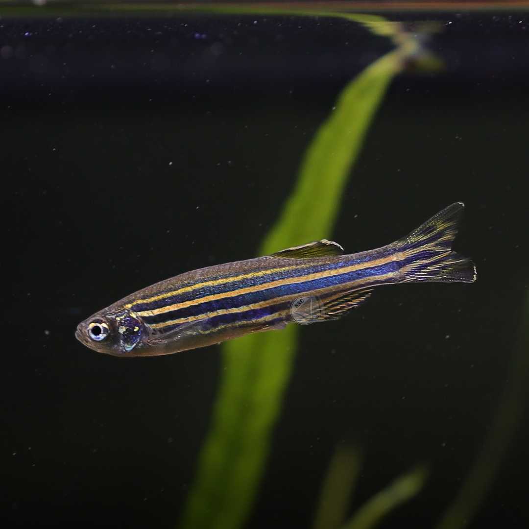 ปลาดานิโอ้ม้าลาย (Zebra Danio) ขายเซทละ 5ตัว/12ตัว ไซส์ประมาณ 2cm.