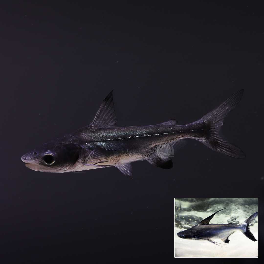 ปลาเทพา (Pangasius Sanitwongsei) ขายเซทละ 2ตัว/5ตัว ไซส์ประมาณ 5cm.