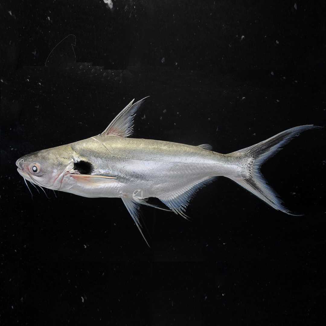 ปลาเทโพ (Pangasius Larnaudii) ขายเซทละ 2ตัว/5ตัว ไซส์ประมาณ 5cm.