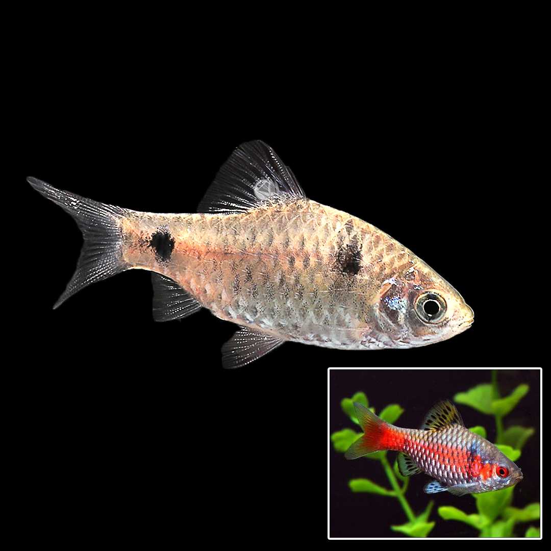 โอเดนซ่า บาร์บ (Odessa Barb) ขายเซท 5ตัว/12ตัว ไซส์ประมาณ 2cm.