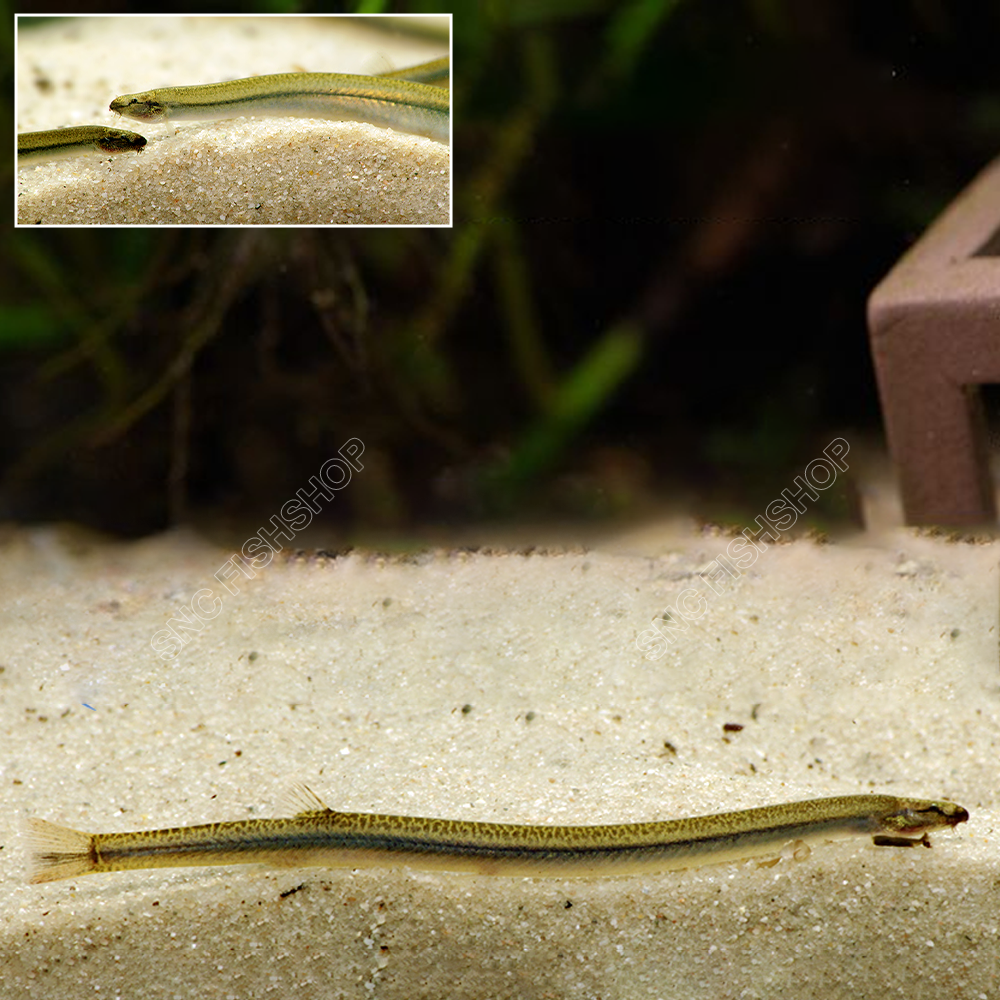ปลาสายทอง (Pangio Anguillaris) ขายเซทละ 2ตัว/5ตัว ไซส์ประมาณ 6cm.