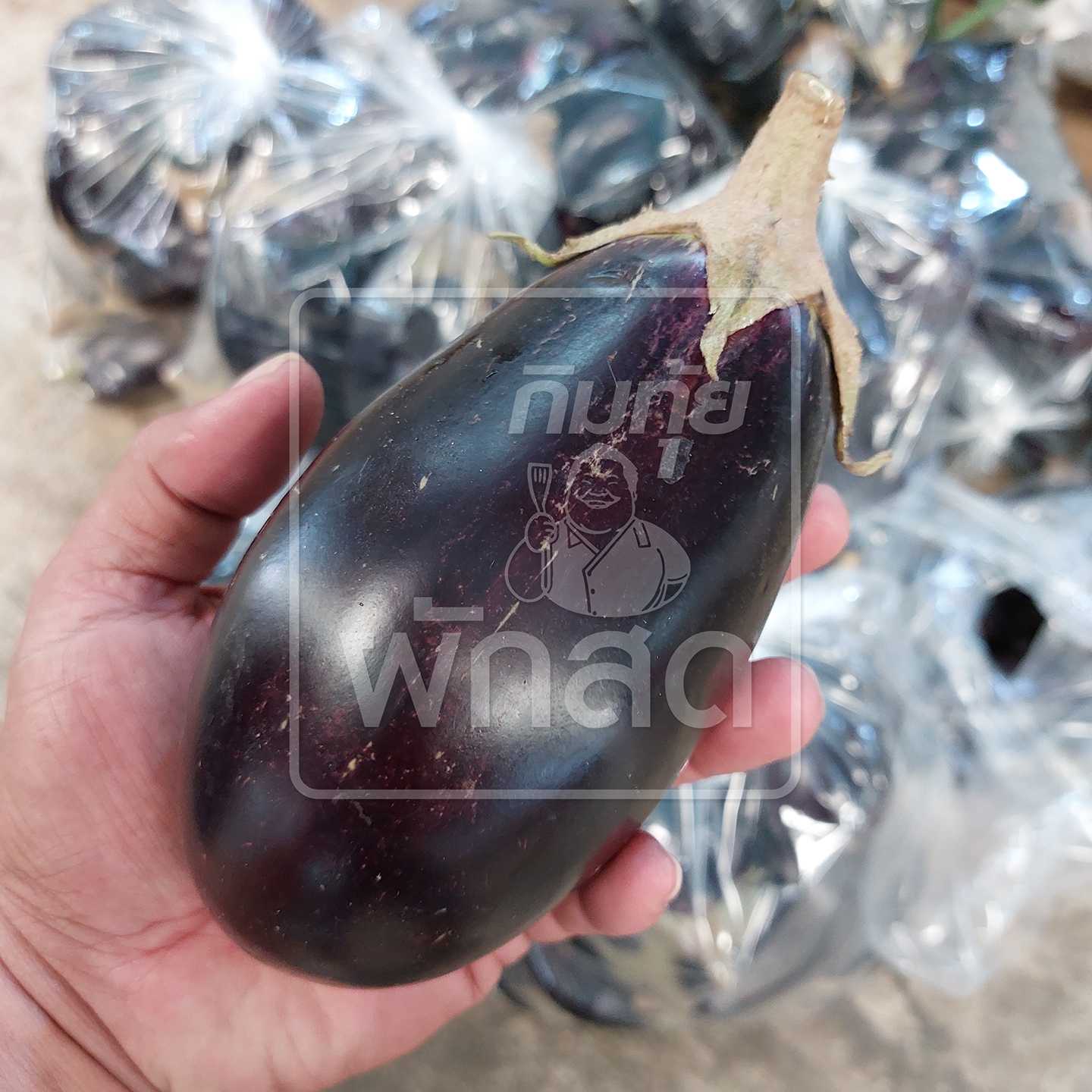 มะเขือม่วง Eggplant