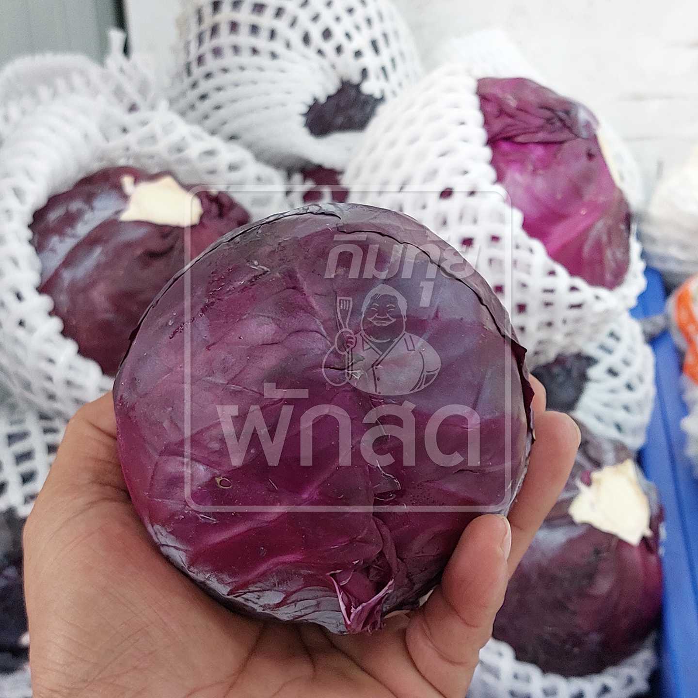 กะหล่ำม่วง Red Cabbage