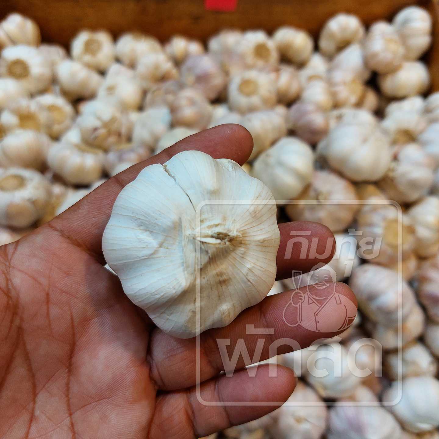 กระเทียมจีนหัว Garlic