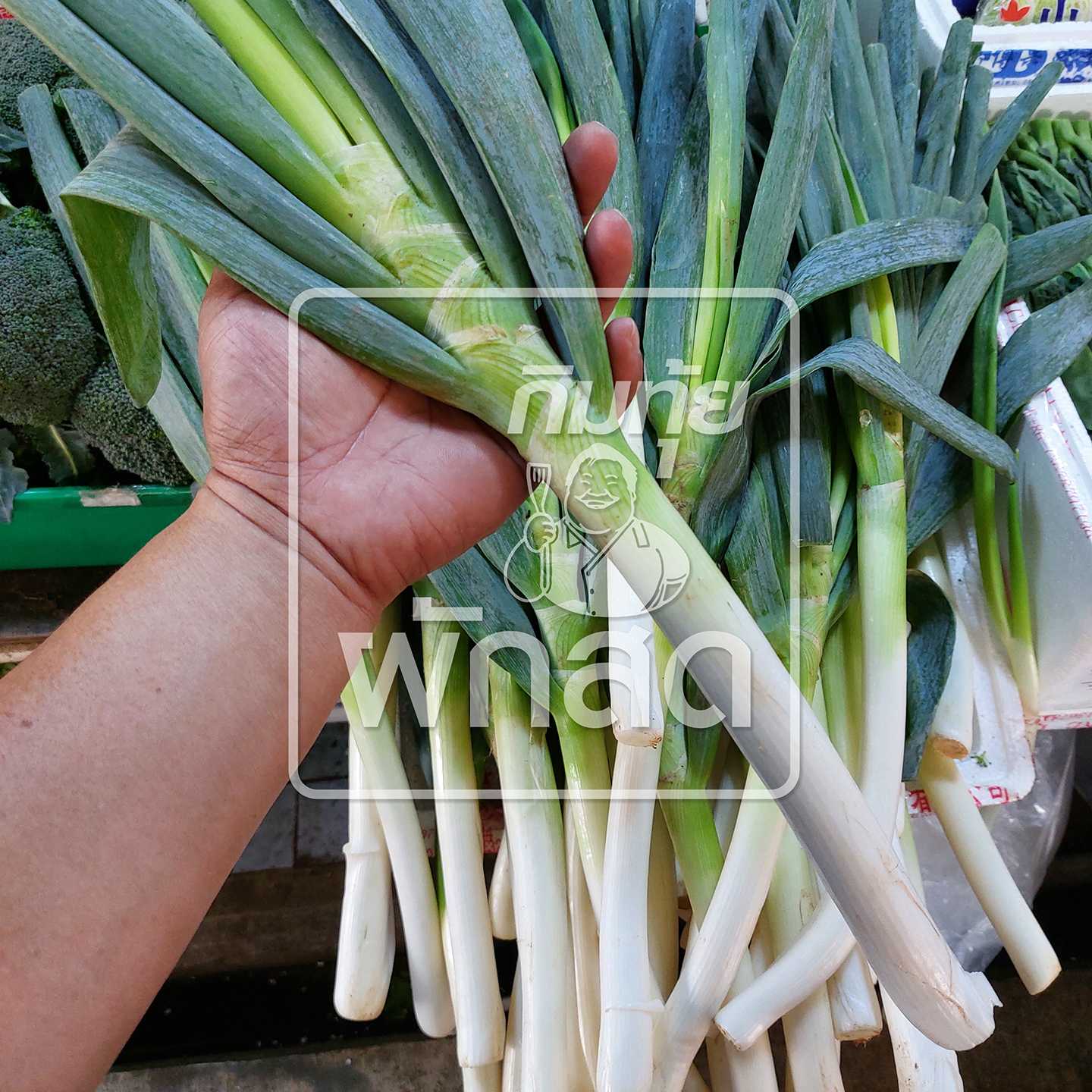 ต้นหอมญี่ปุ่น Japanese Bunching Onion