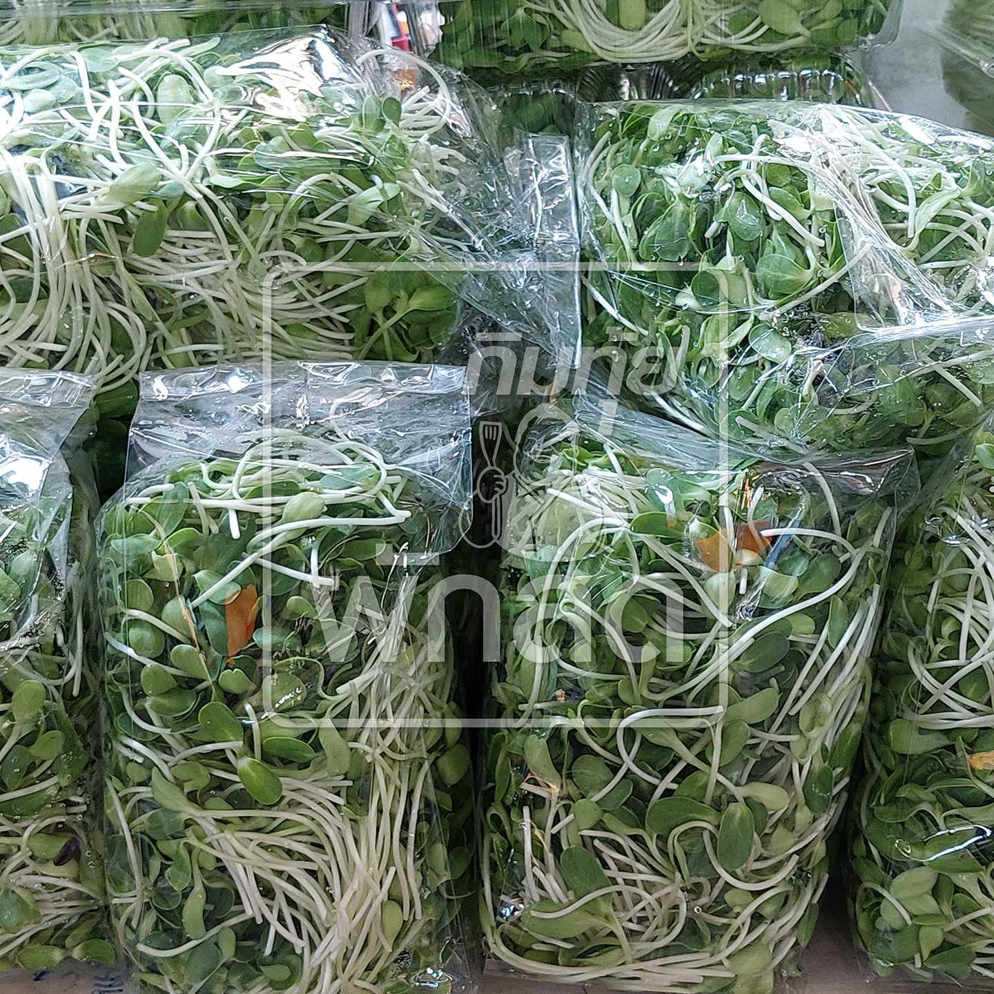 ต้นอ่อนทานตะวัน Sunflower Sprouts