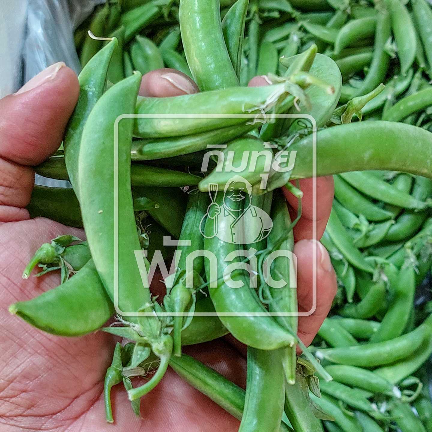 ถั่วลันเตาหวาน ถั่วหวาน Sugar Snap Pea