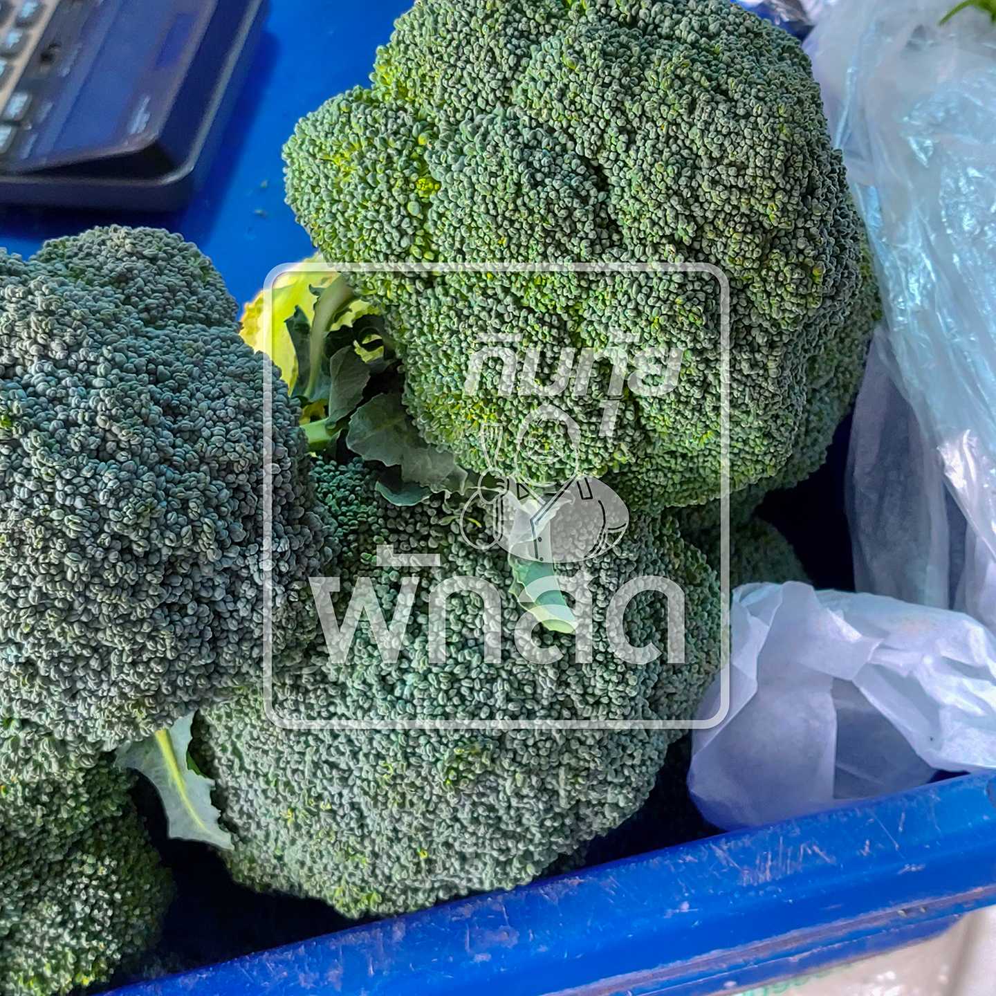 บร็อคโคลี่ Broccoli