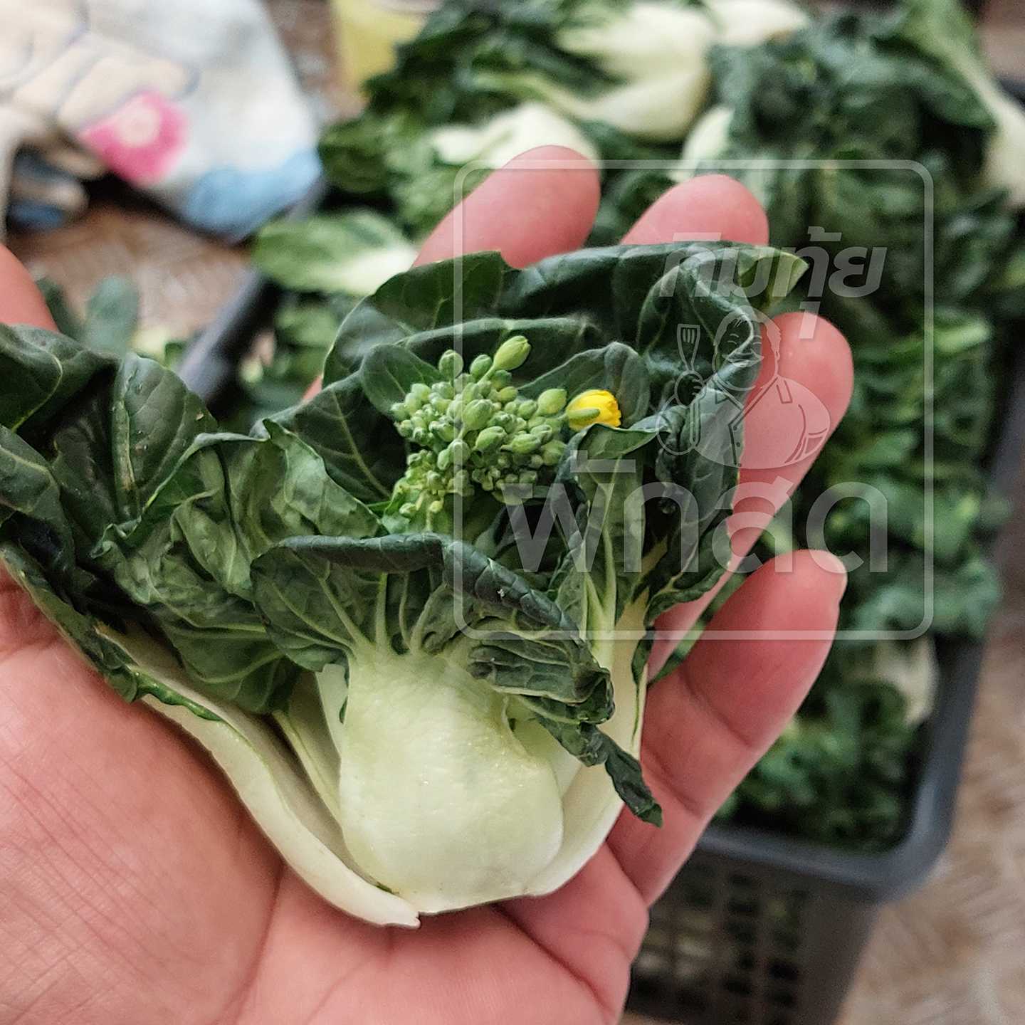 เบบี้ผักฉ่อย เบบี้บ็อกฉ่อย เบบี้กวางตุ้ง เบบี้ฮ่องเต้ Baby Bok Choy