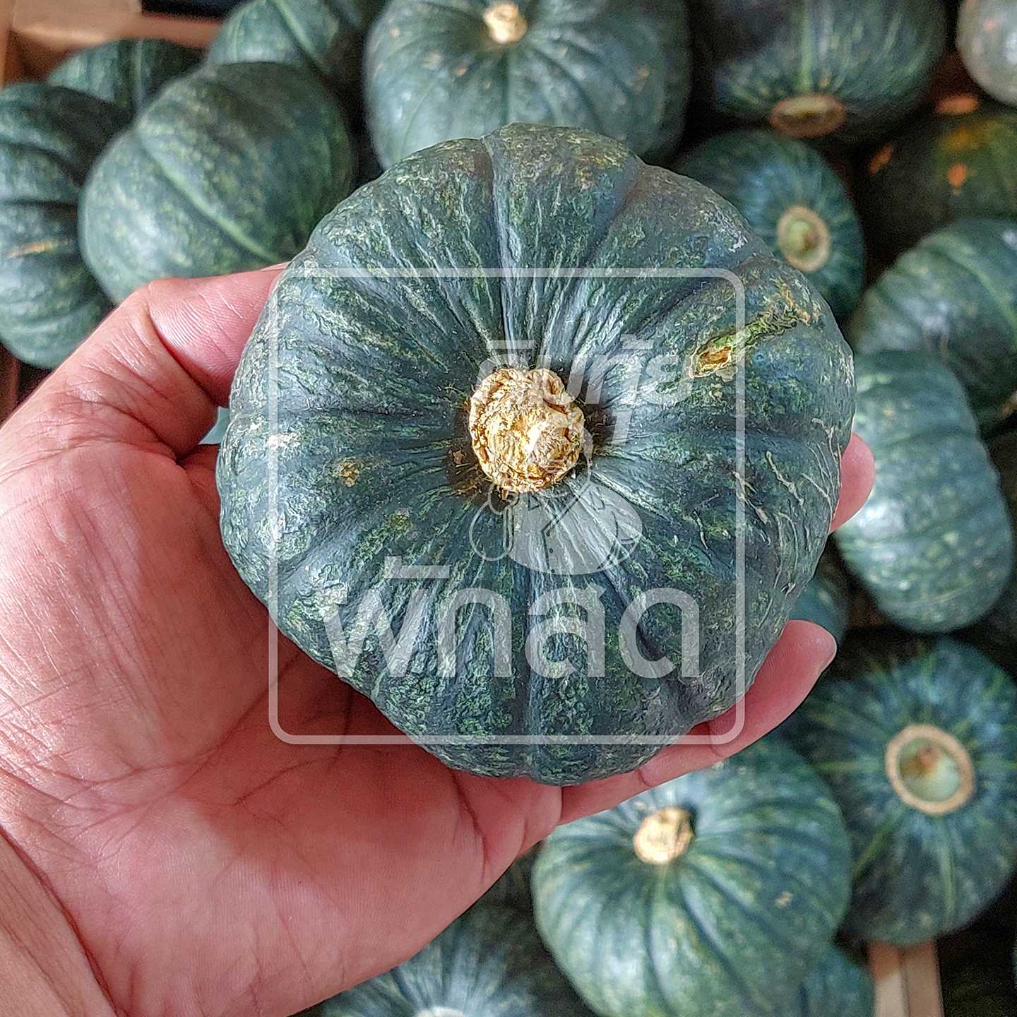 ฟักทองญี่ปุ่น ฟักทองมินิ ฟักทองจิ๋ว Mini Japanese Pumpkin