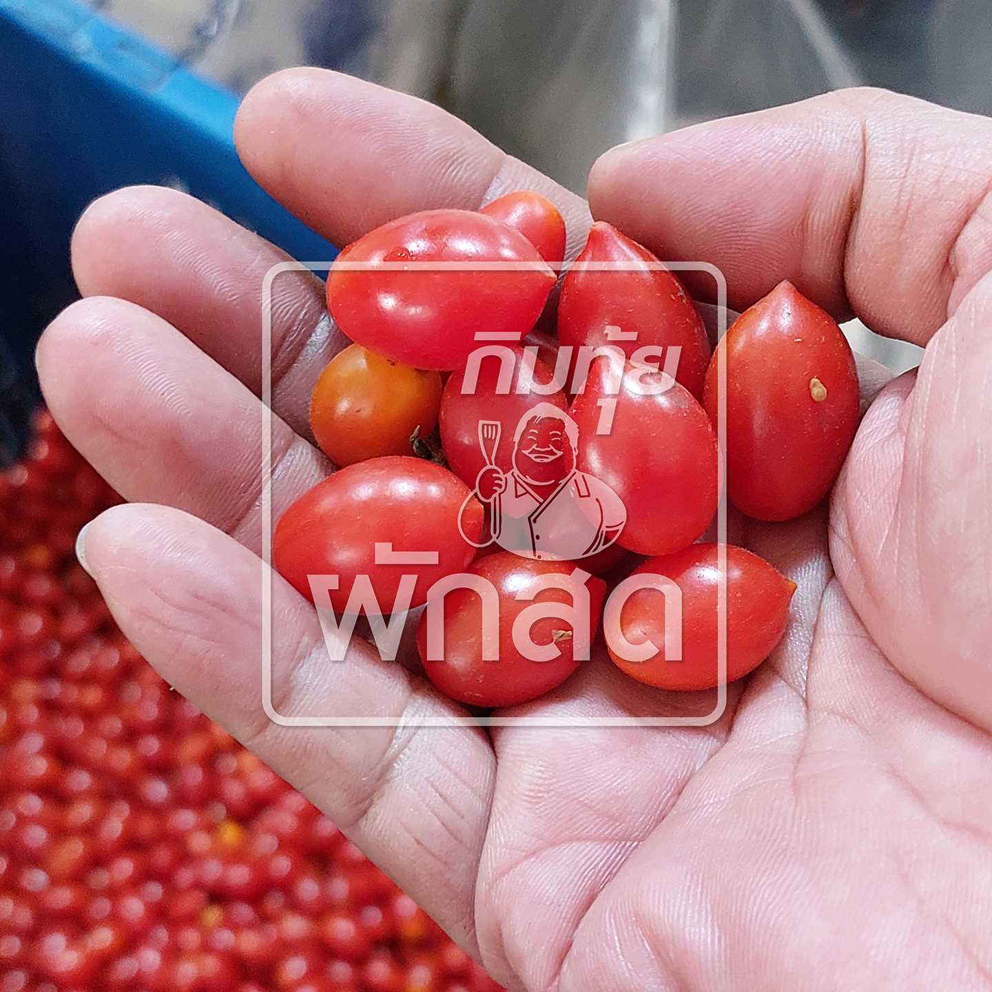 มะเขือราชินี มะเขือเทศราชินี มะเขือเชอร์รี่​ Cherry Tomato