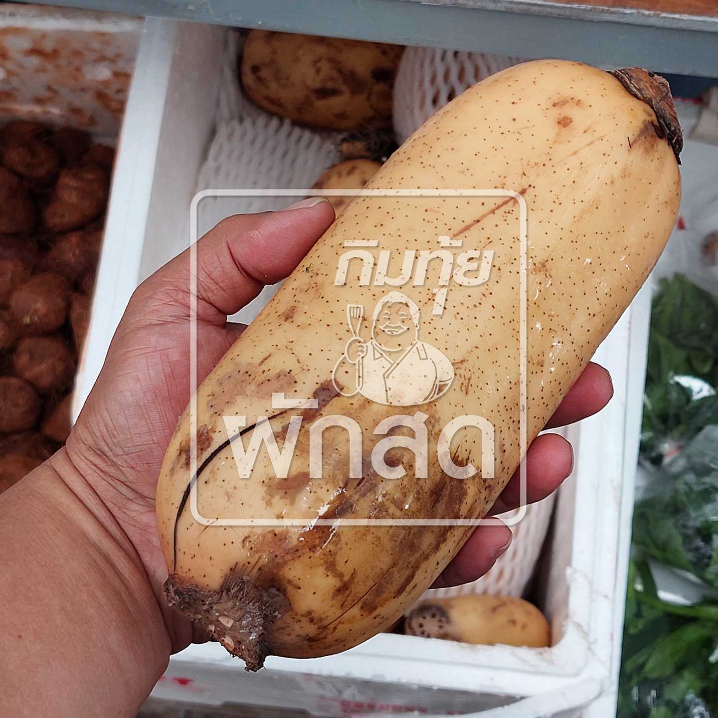รากบัวจีน รากบัวสดหัวใหญ่ คัดเกรด สะอาด