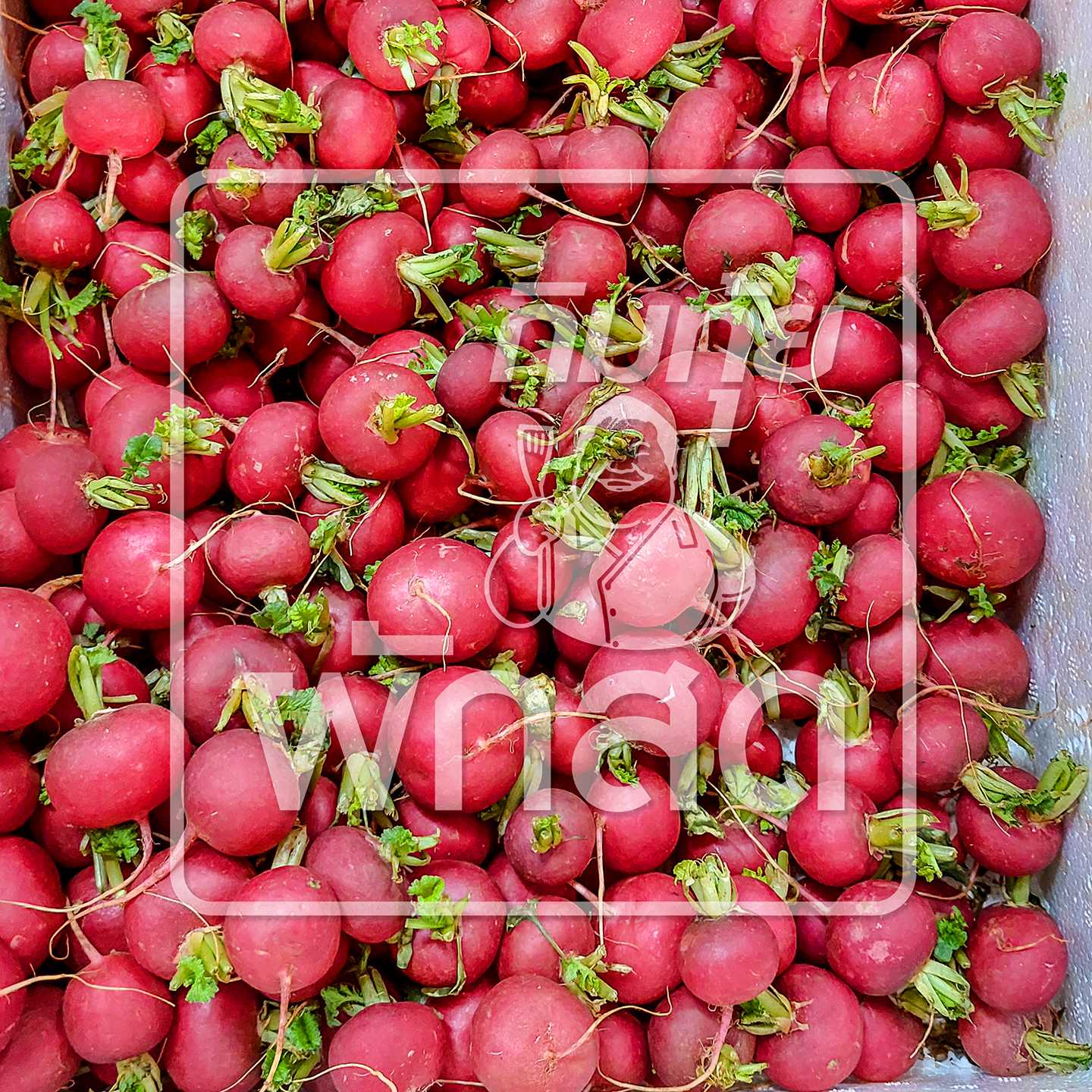 แรดิชสด Red Radish​ เรดแรดิช หัวไชเท้าแดง