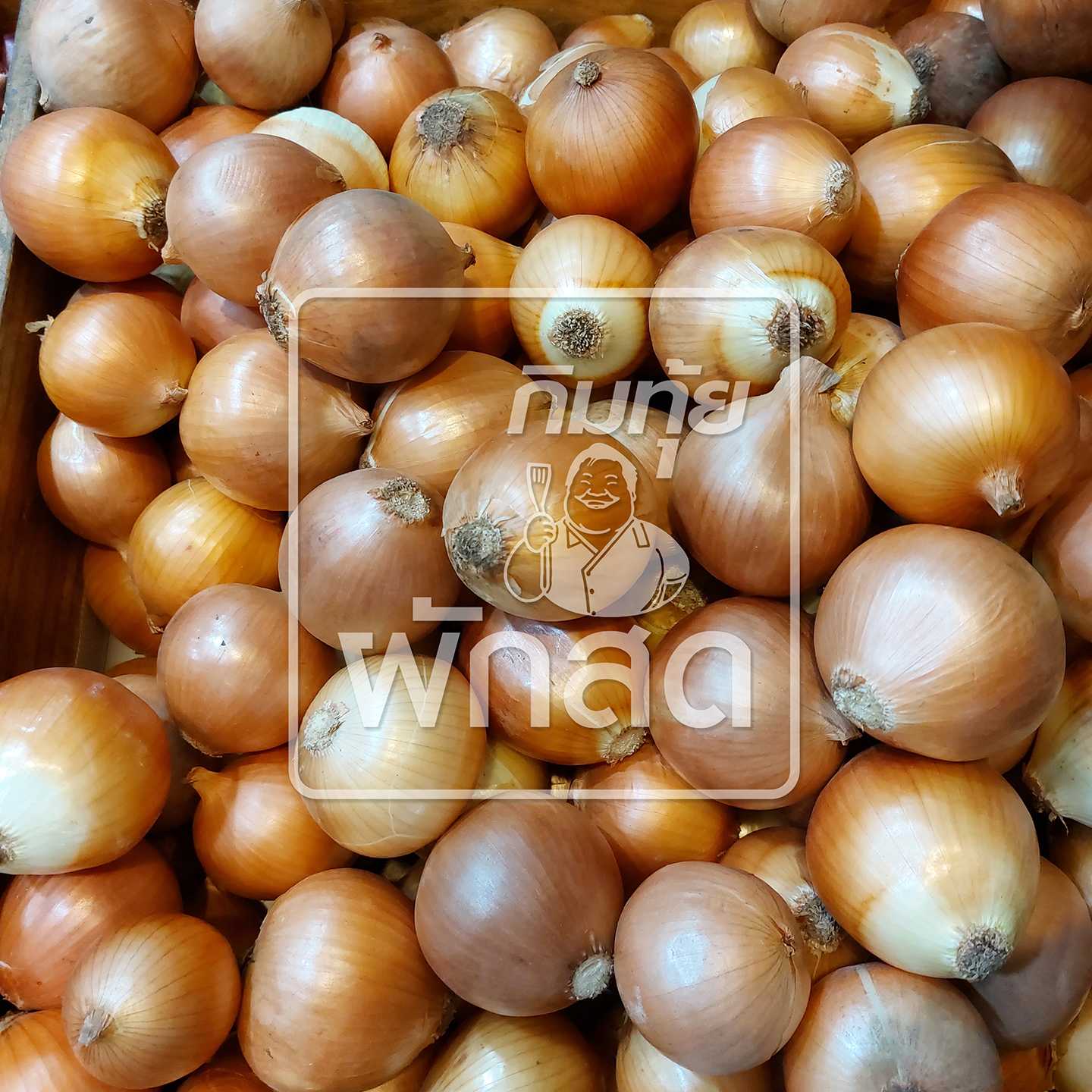 หอมใหญ่ หอมหัวใหญ่ เบอร์สวย Onion