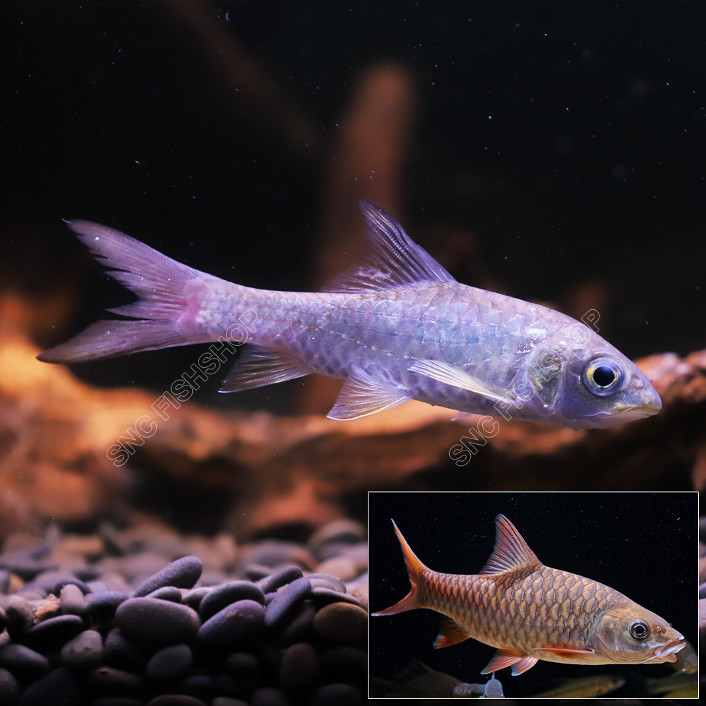 ปลาพลวงชมพู (Tor Douronensis) ขายเซทละ 1ตัว/2ตัว ไซส์ประมาณ 8-10cm