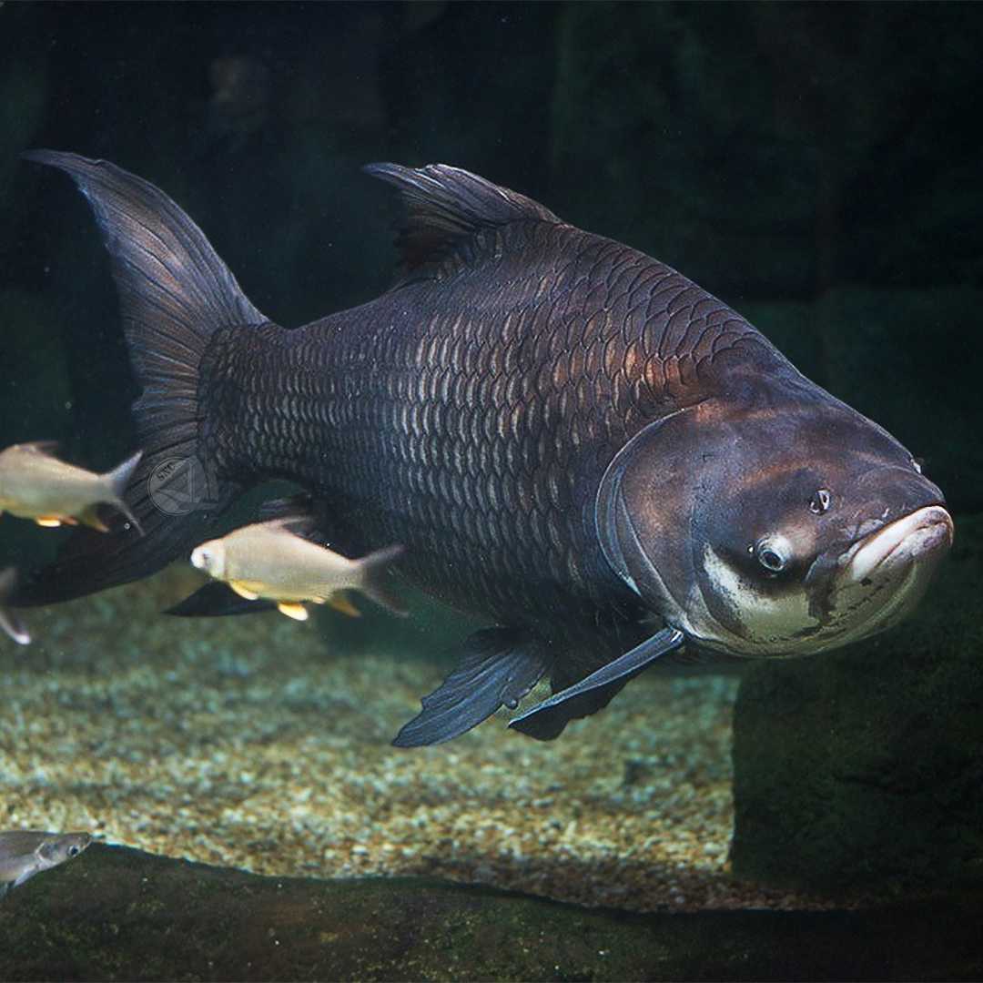 ปลากระโห้ (Catlocarpio Siamensis) ขายเซทละ 2ตัว/5ตัว ไซส์ประมาณ 5cm.