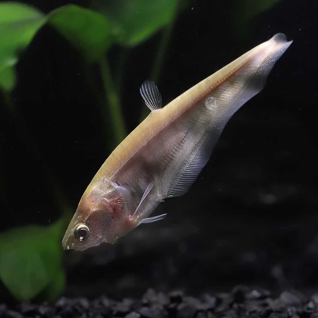ปลากรายทอง (Gold Chitala Ornata) ขายเซทละ 1ตัว/2ตัว ไซส์ประมาณ 12cm.