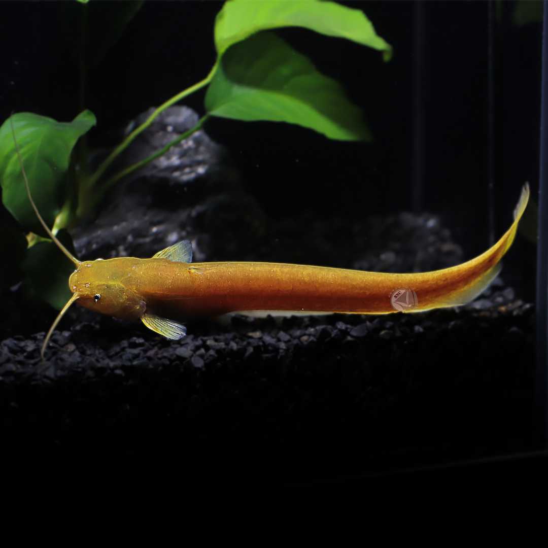 ปลาจีดทอง (Golden Stinger Catfish) ขายเซทละ 1ตัว/2ตัว ไซส์ประมาณ 12cm.