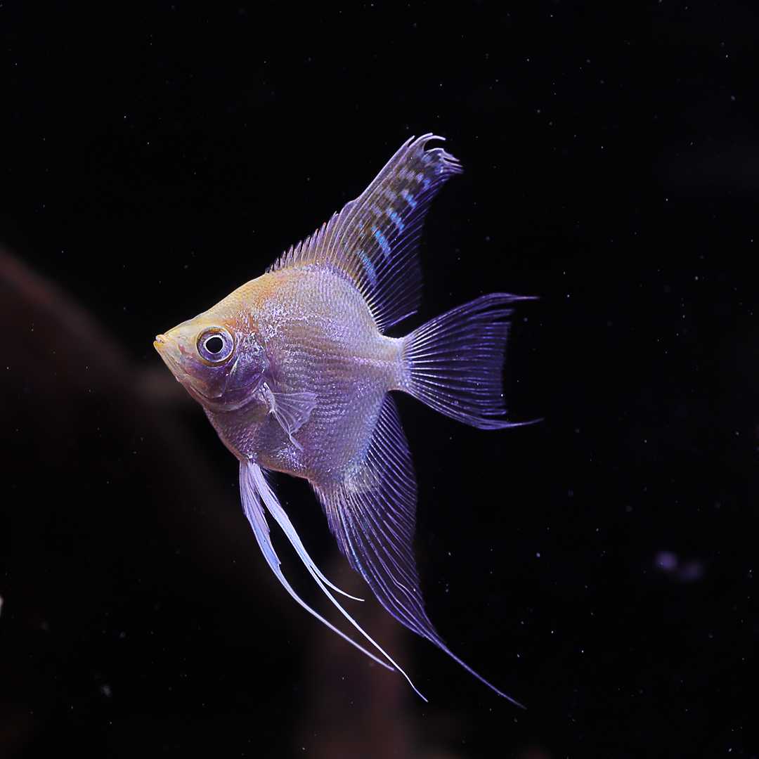 เทวดามุกทอง (Gold Veil Angelfish) ขายเซทละ 5ตัว/12ตัว ไซส์ประมาณ 2.5cm.