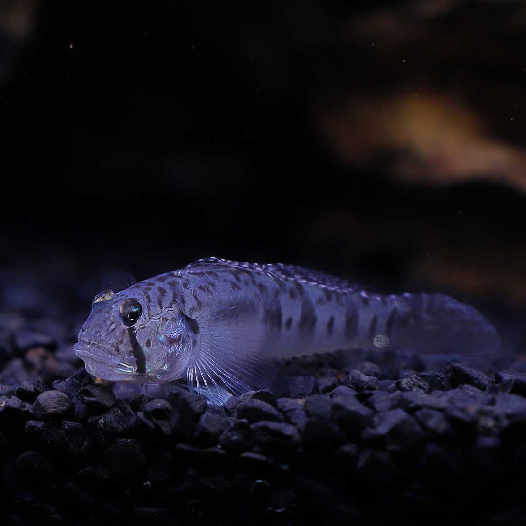 ปลาบู่หางเรียว (Sharptail Goby) ขายเซทละ 2ตัว/5ตัว ไซส์ประมาณ 6cm