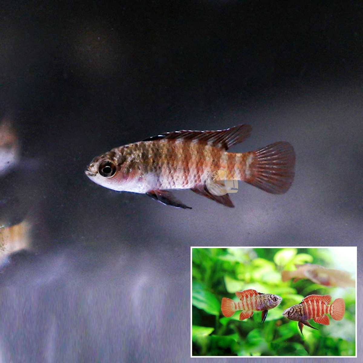 หมอแคระแบลคไทเกอร์ (Sarlet Badis Black Tiger) ขายเซทละ 5ตัว/12ตัว ไซส์ 1.5cm