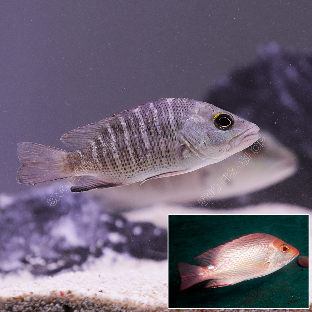 ปลากะพงแดง (Lutjanus) ขายเซทละ 1ตัว/2ตัว ไซส์ประมาณ 6cm.