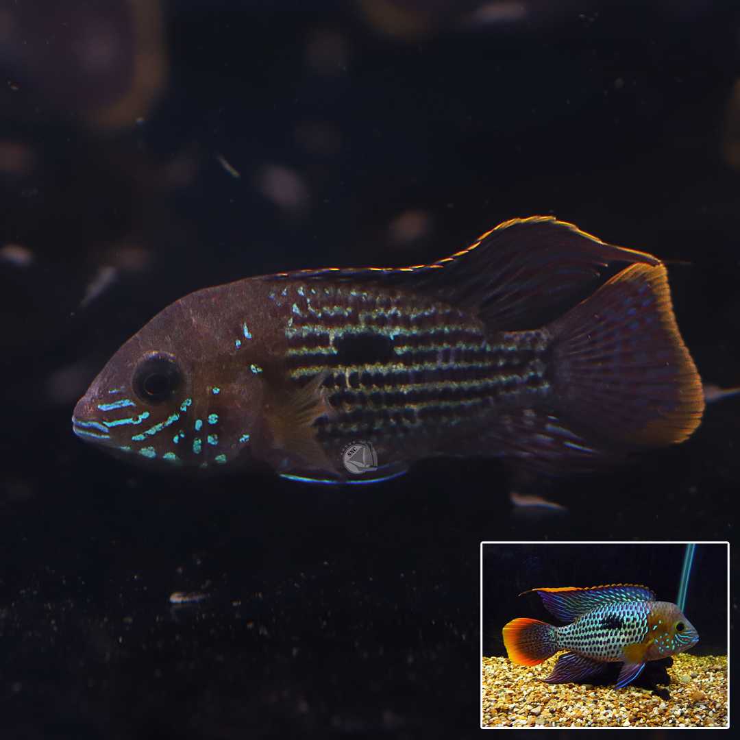 ปลาหมอริวูเลตัส (Rivulatus) ขายเซทละ 2ตัว/5ตัว ไซส์ประมาณ 4cm