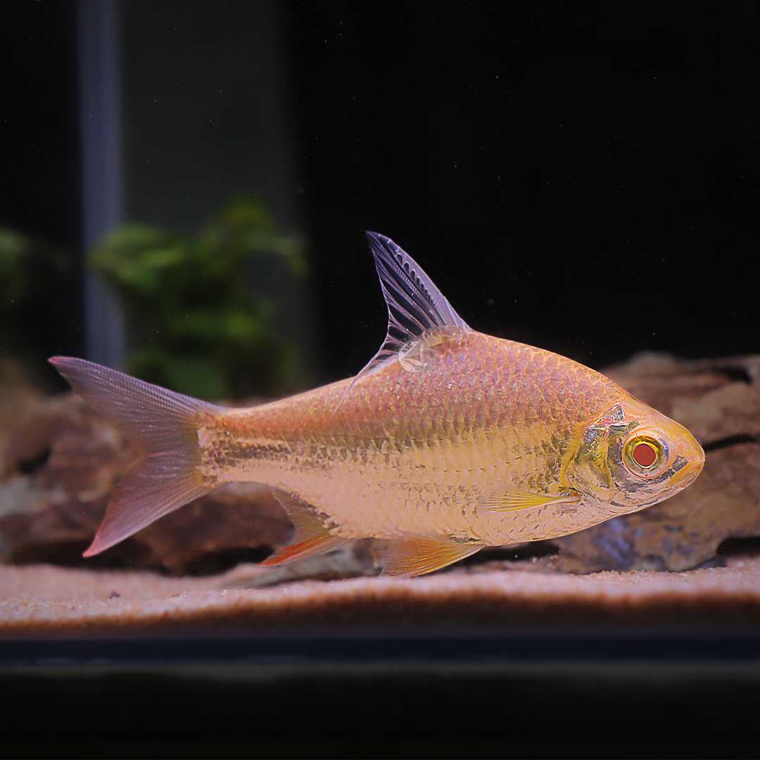 ปลาตะเพียนอินโดตาแดง (Red Tailed Tinfoil Barbs) ขายเซทละ 1ตัว/2ตัว มีให้เลือก 2 ไซส์ 6cm. และ 15cm.