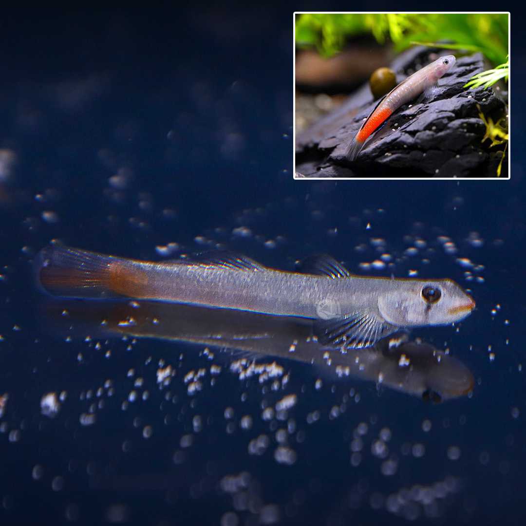 ปลาบู่ปากแดง (Red Lipstick Goby) ขายเซทละ 2ตัว/5ตัว ไซส์ 3cm.