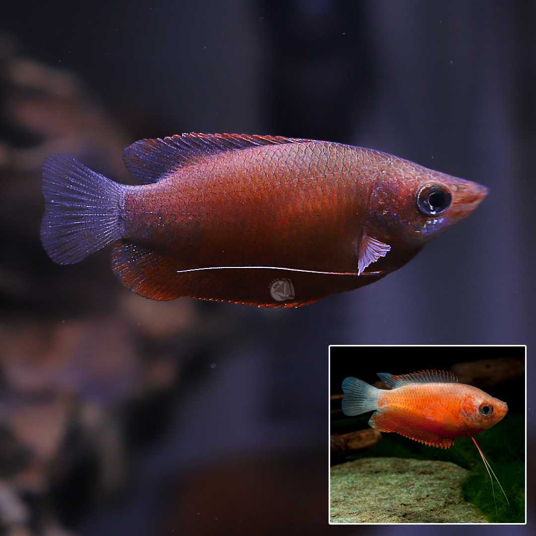 ปลากระดี่เปลวไฟ (Dwarf Gourami) ขายเซทละ 2ตัว/5ตัว ไซส์ประมาณ 2.5cm.